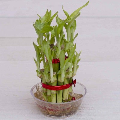ugaoo lucky bamboo Lucky Bamboo Plant – florista-in