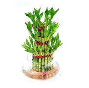 Lucky Bamboo Plant - florista-in