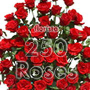 Pocket full of 250 Roses - florista-in